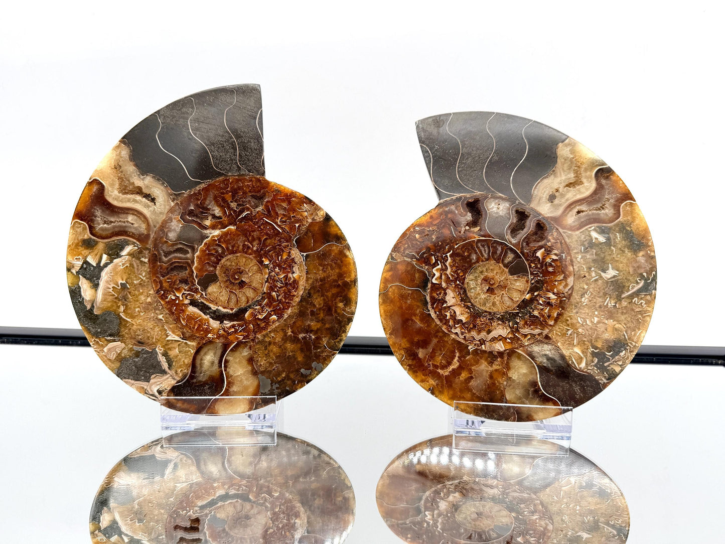 Ammonite Fossil Pair - 0.88KG - #13