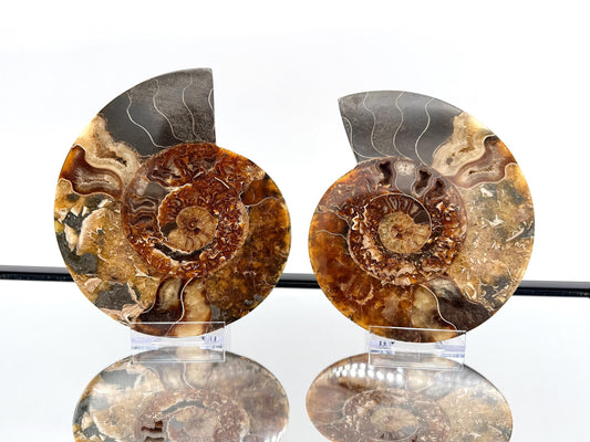 Ammonite Fossil Pair - 0.88KG - #13