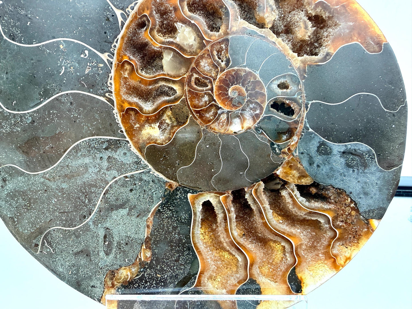 Ammonite Fossil Pair - 0.77KG - #16