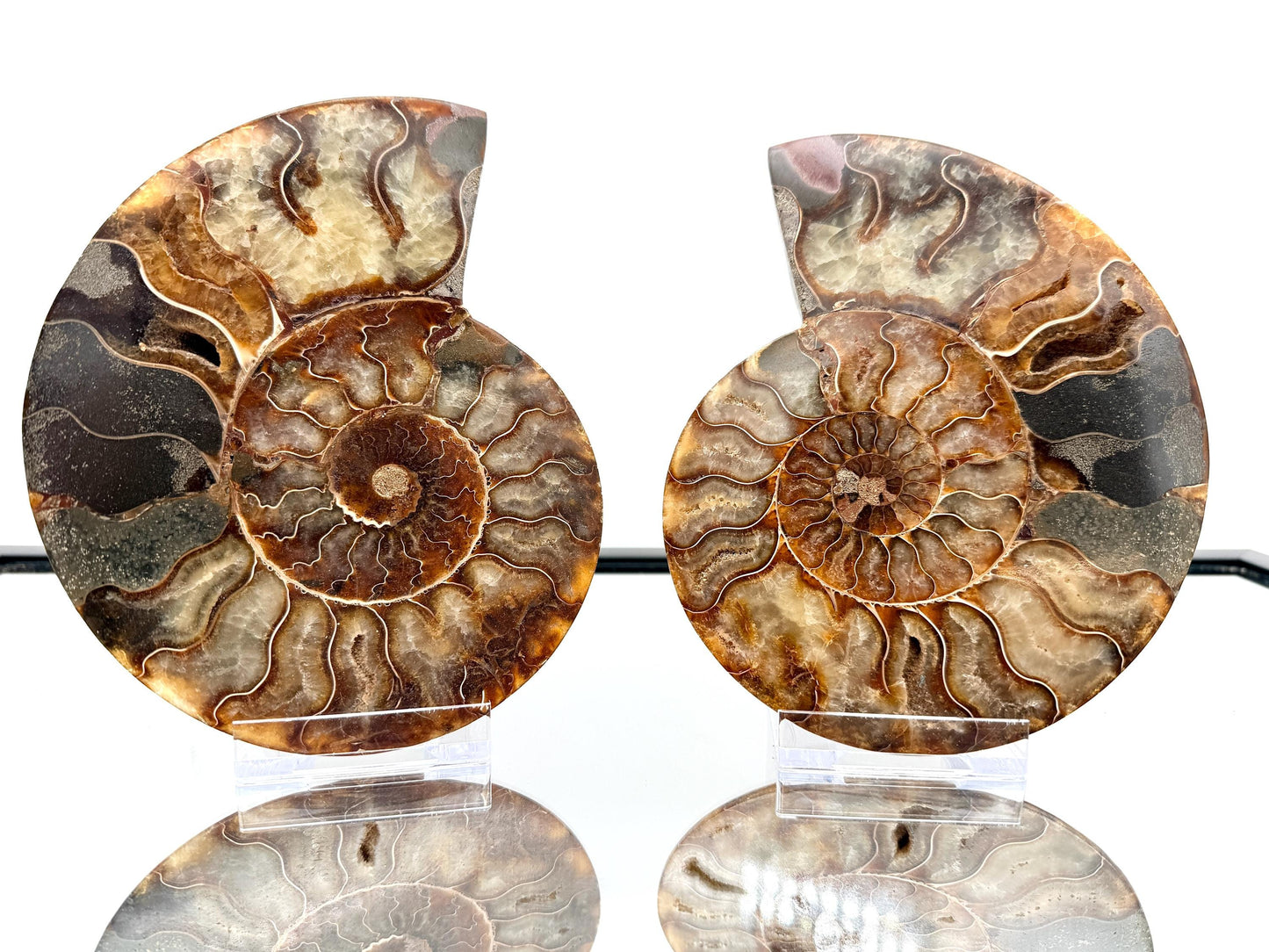 Ammonite Fossil Pair - 0.77KG - #12
