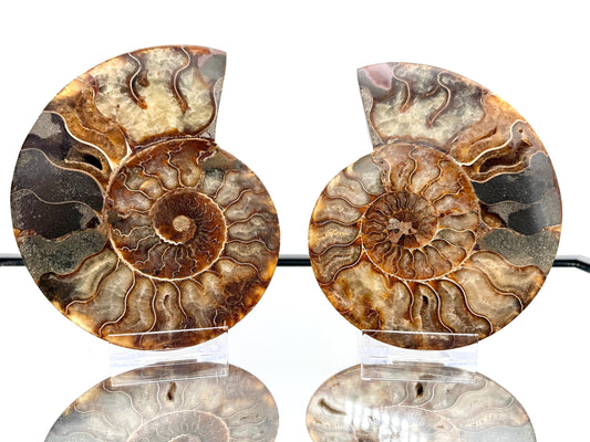 Ammonite Fossil Pair - 0.77KG - #12
