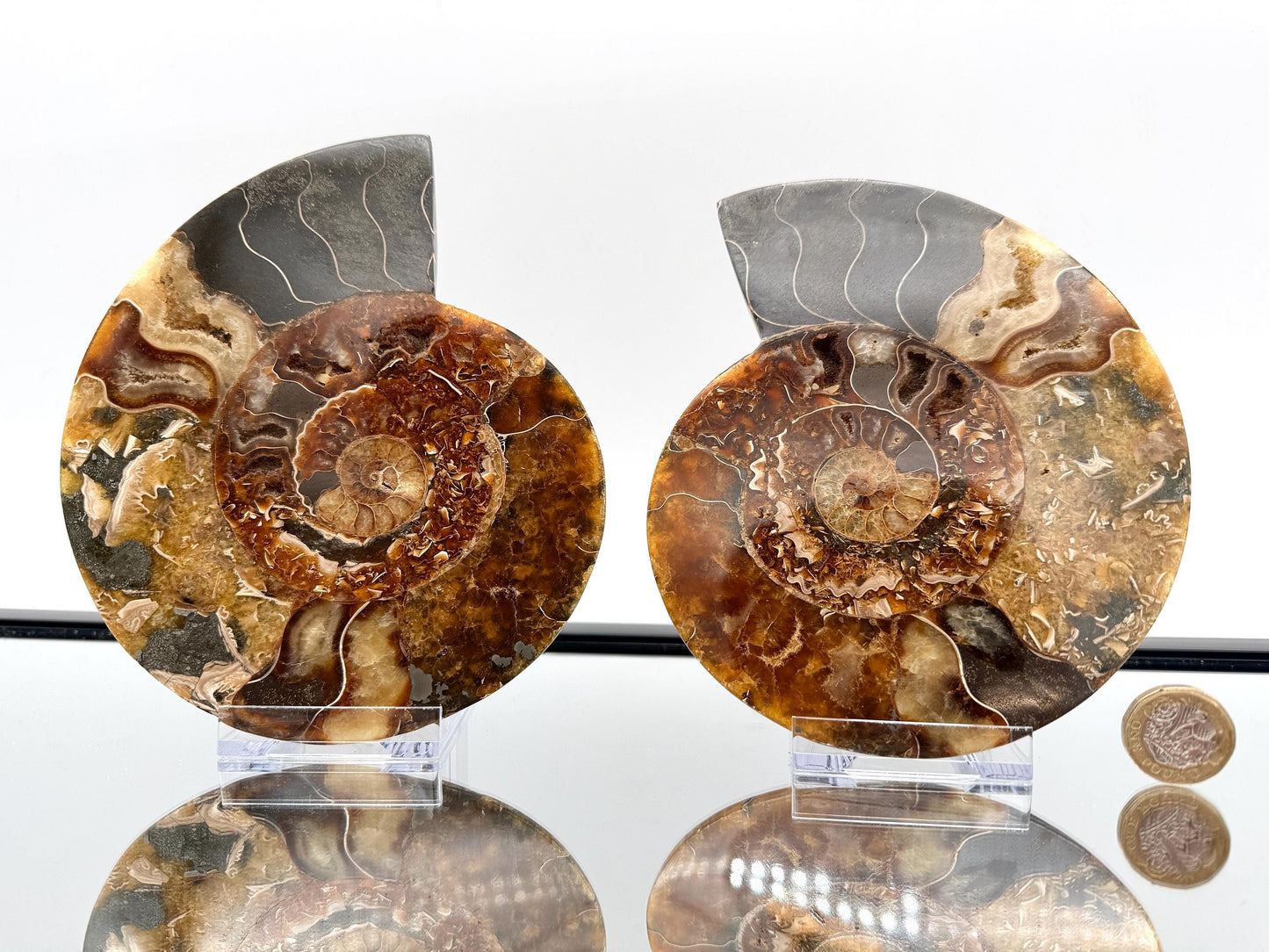Ammonite Fossil Pair - 0.88KG - #13