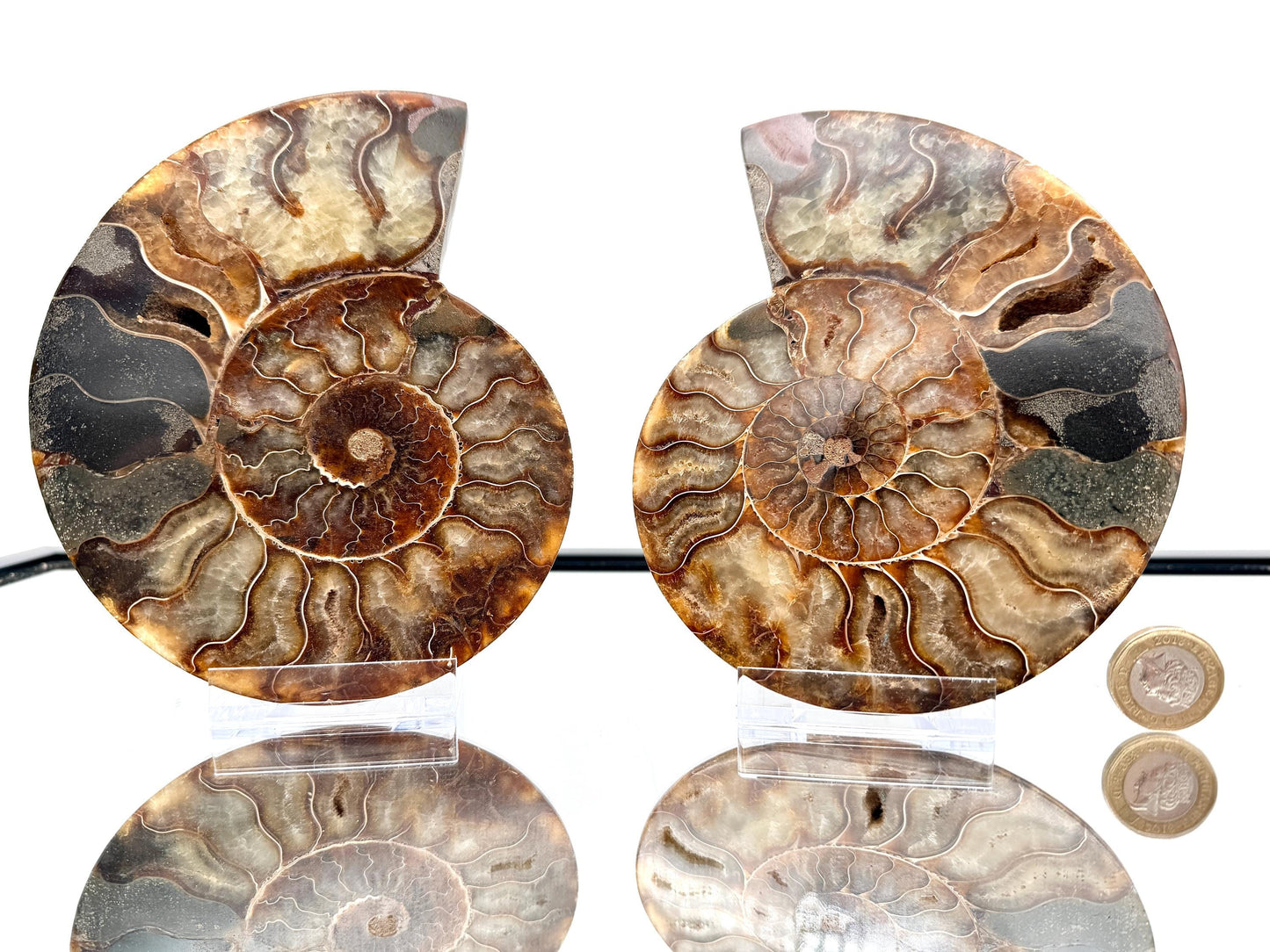 Ammonite Fossil Pair - 0.77KG - #12
