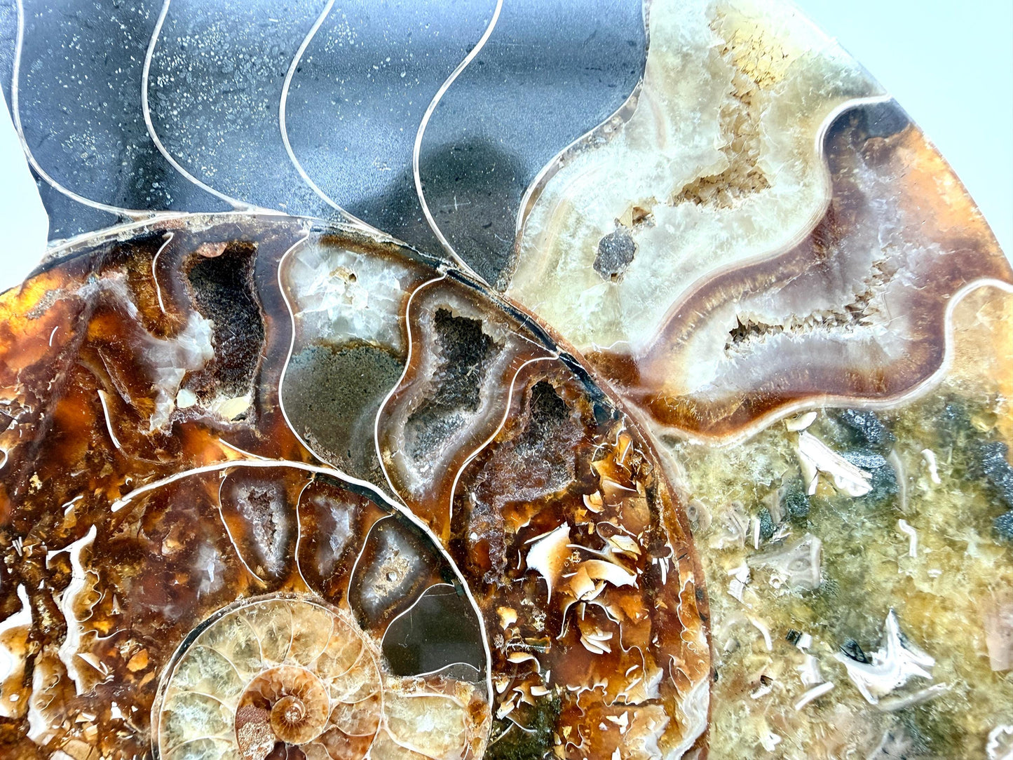 Ammonite Fossil Pair - 0.88KG - #13