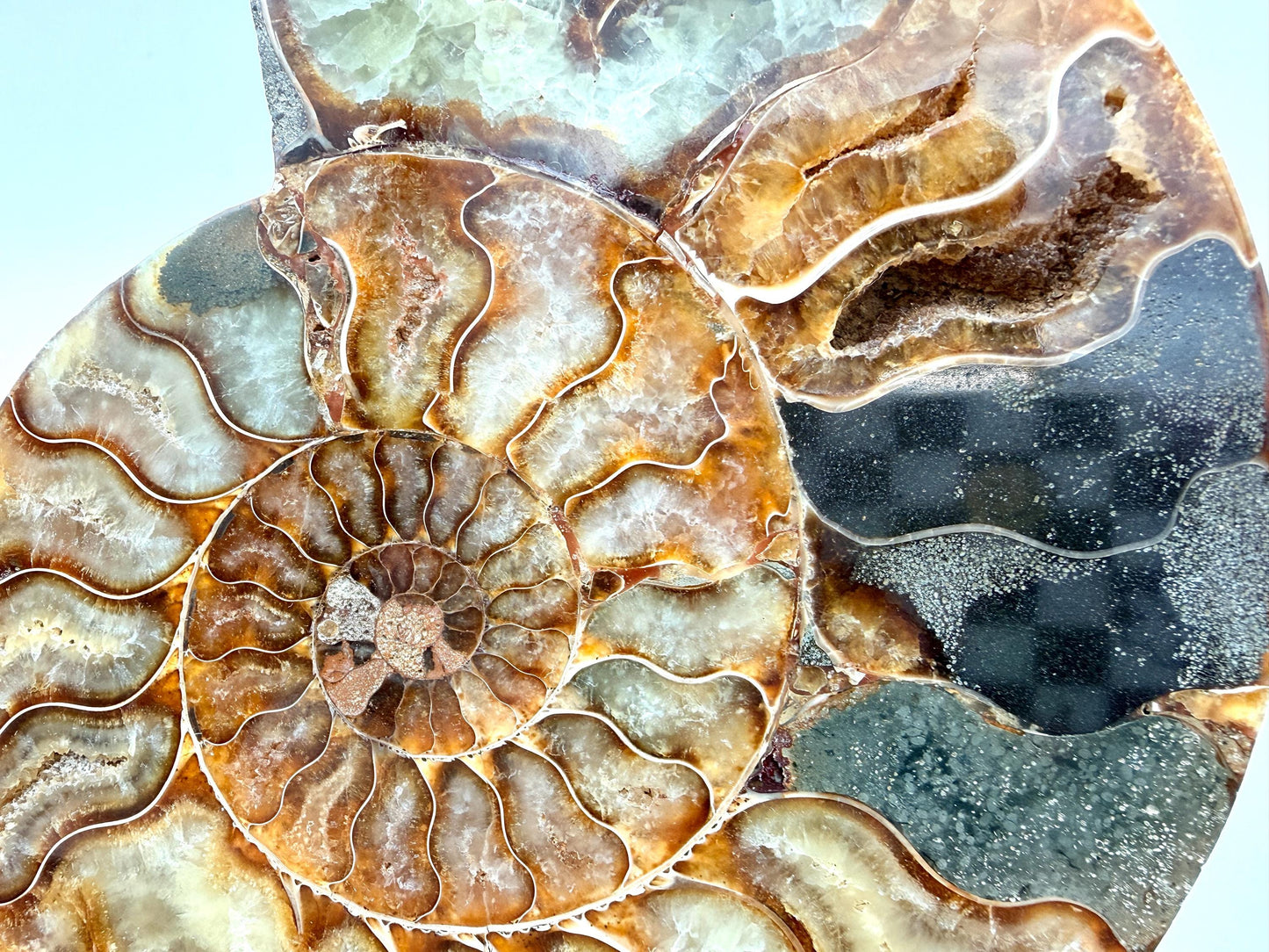 Ammonite Fossil Pair - 0.77KG - #12