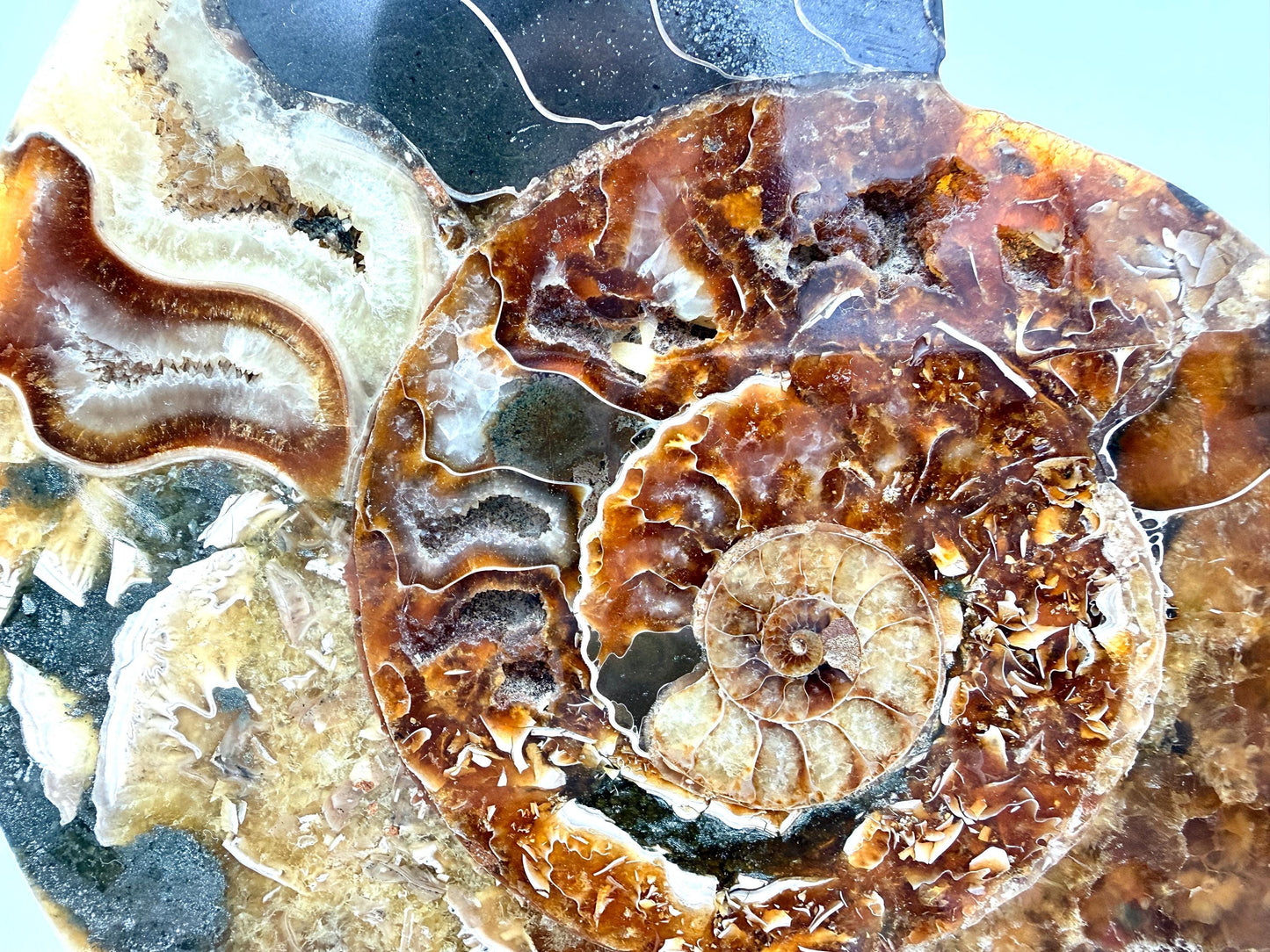Ammonite Fossil Pair - 0.88KG - #13