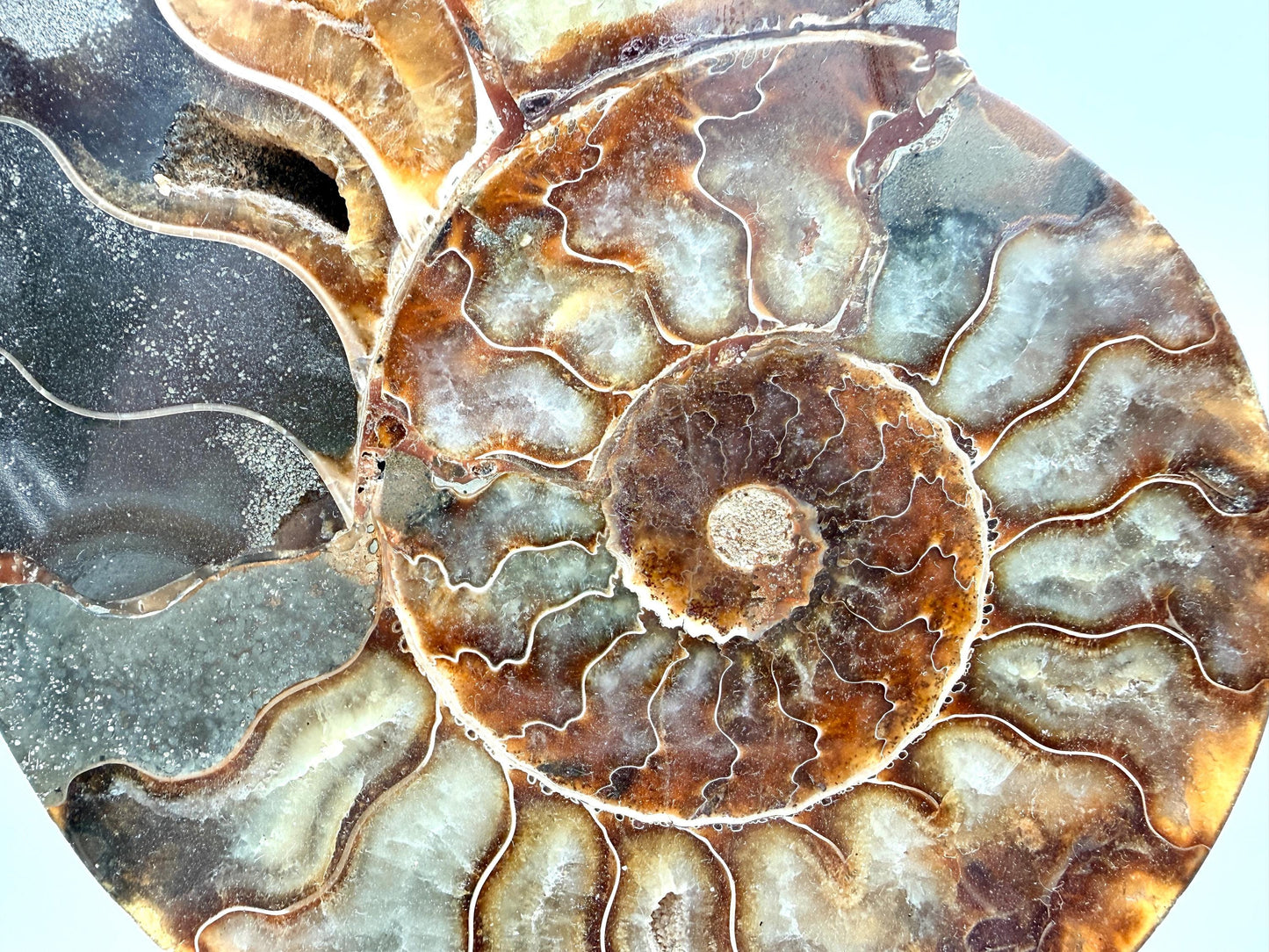 Ammonite Fossil Pair - 0.77KG - #12