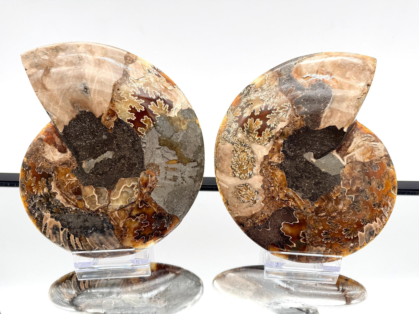 Ammonite Fossil Pair - 0.88KG - #13