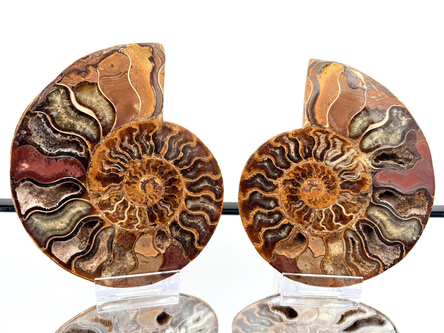Ammonite Fossil Pair - 0.89KG - #11