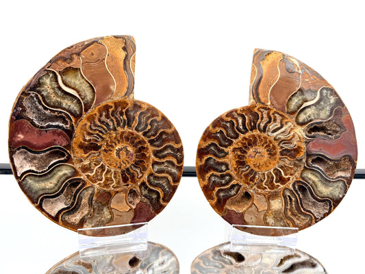 Ammonite Fossil Pair - 0.89KG - #11