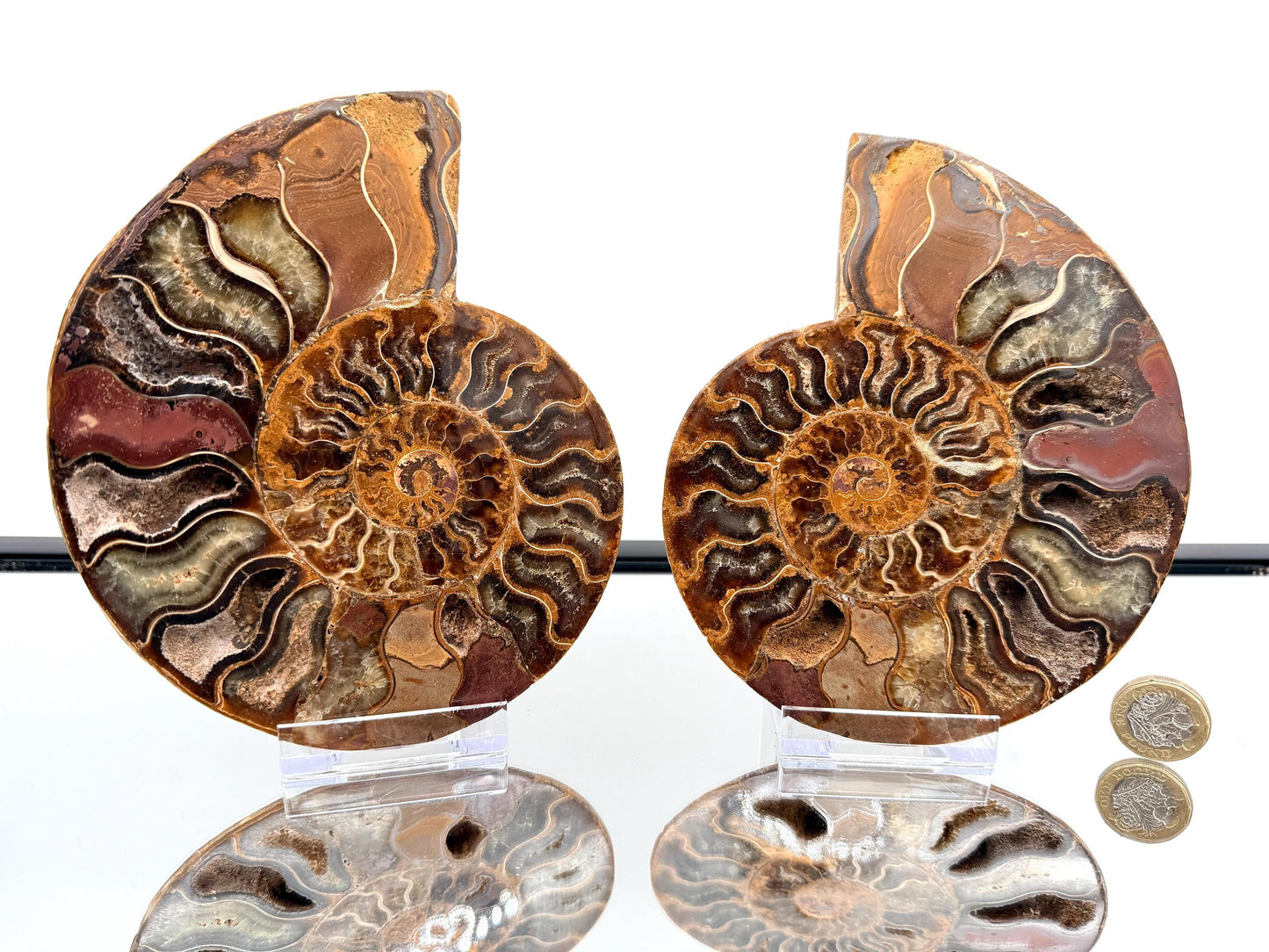 Ammonite Fossil Pair - 0.89KG - #11