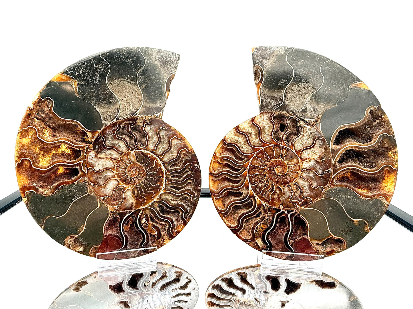 Ammonite Fossil Pair - 1.55KG - #8