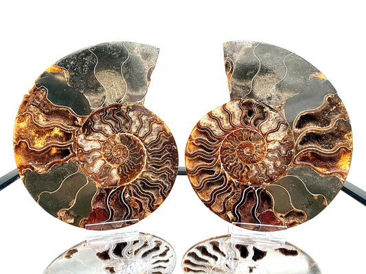 Ammonite Fossil Pair - 1.55KG - #8