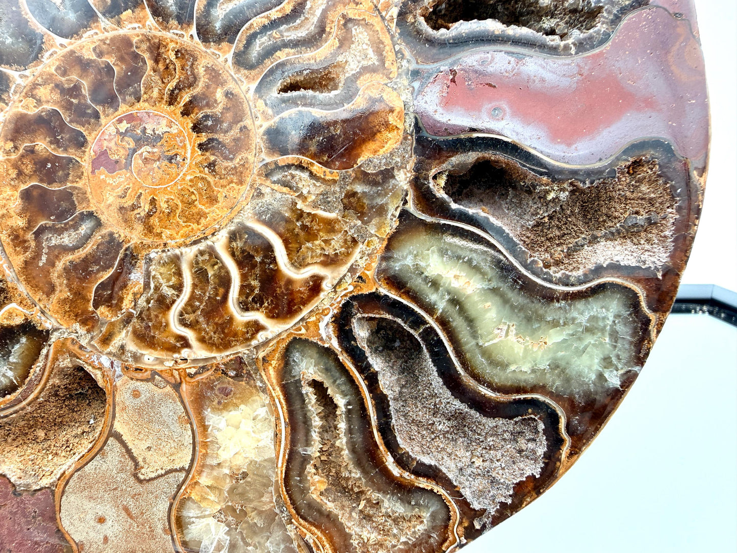 Ammonite Fossil Pair - 0.89KG - #11