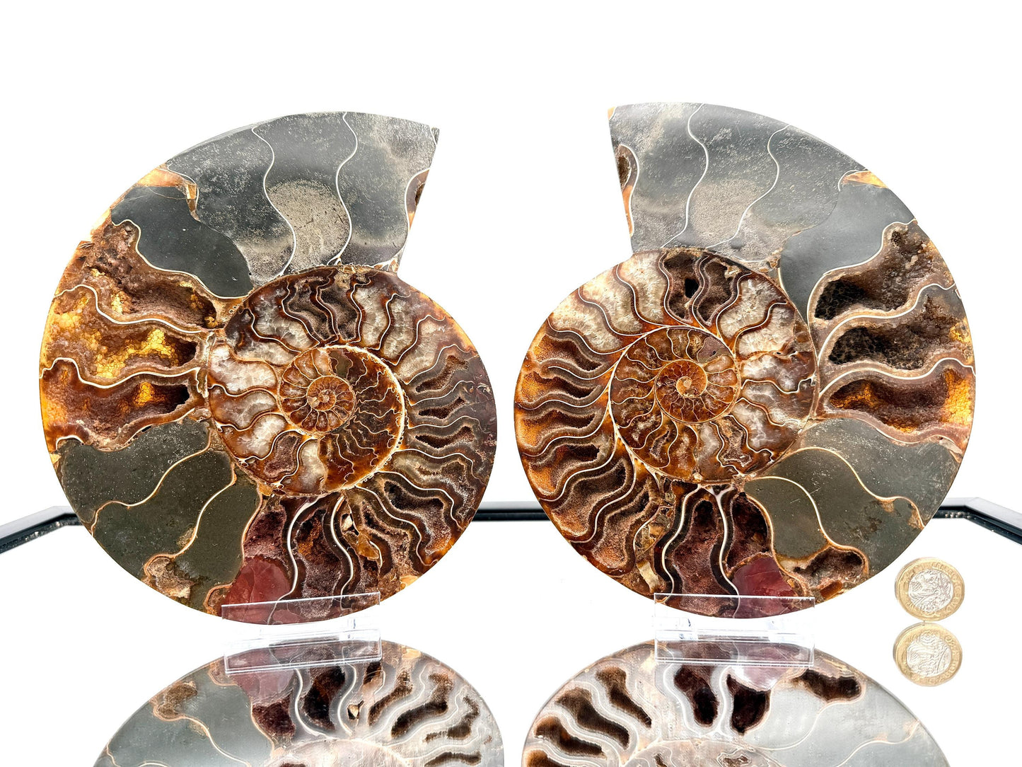 Ammonite Fossil Pair - 1.55KG - #8