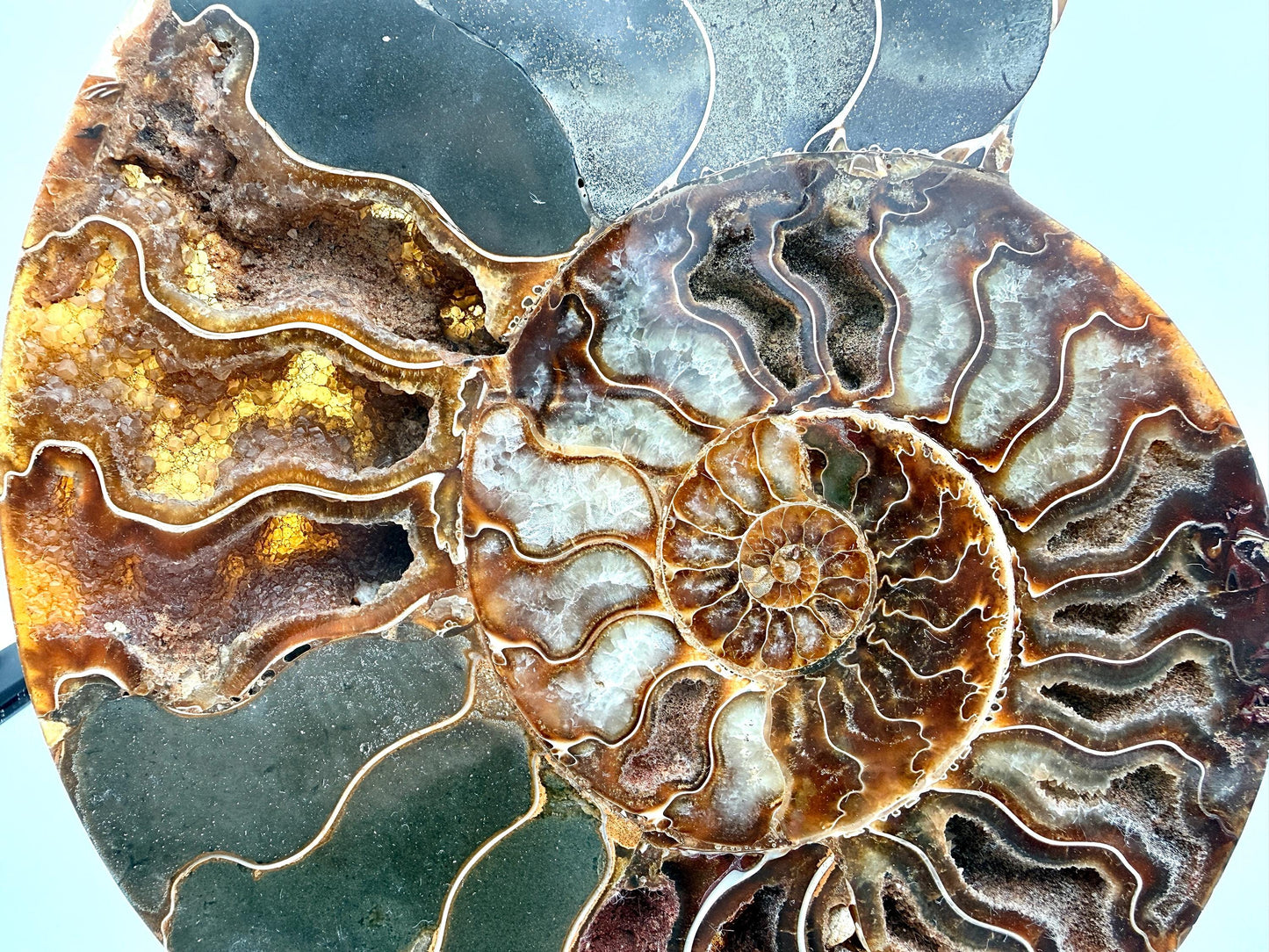 Ammonite Fossil Pair - 1.55KG - #8