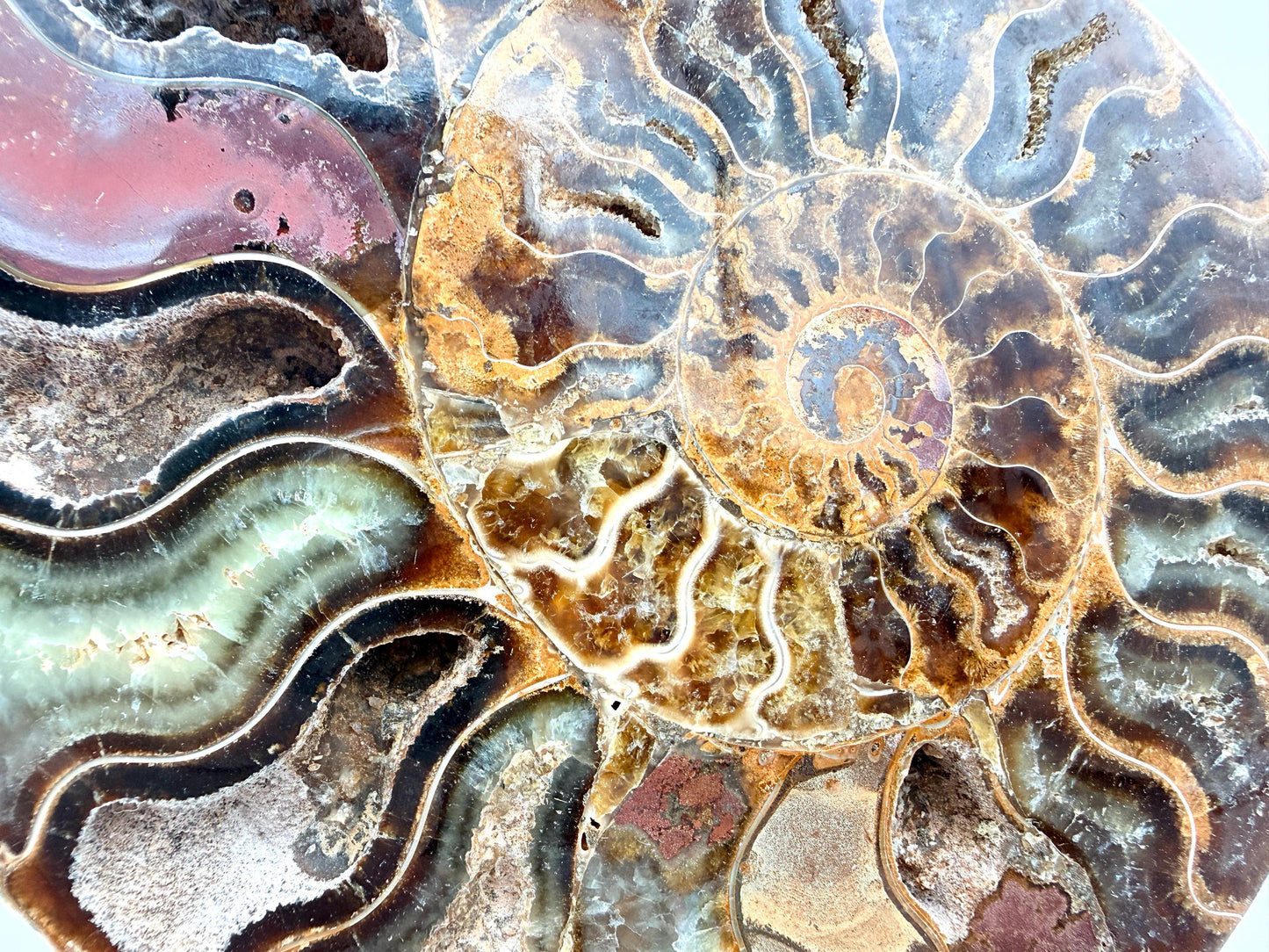 Ammonite Fossil Pair - 0.89KG - #11