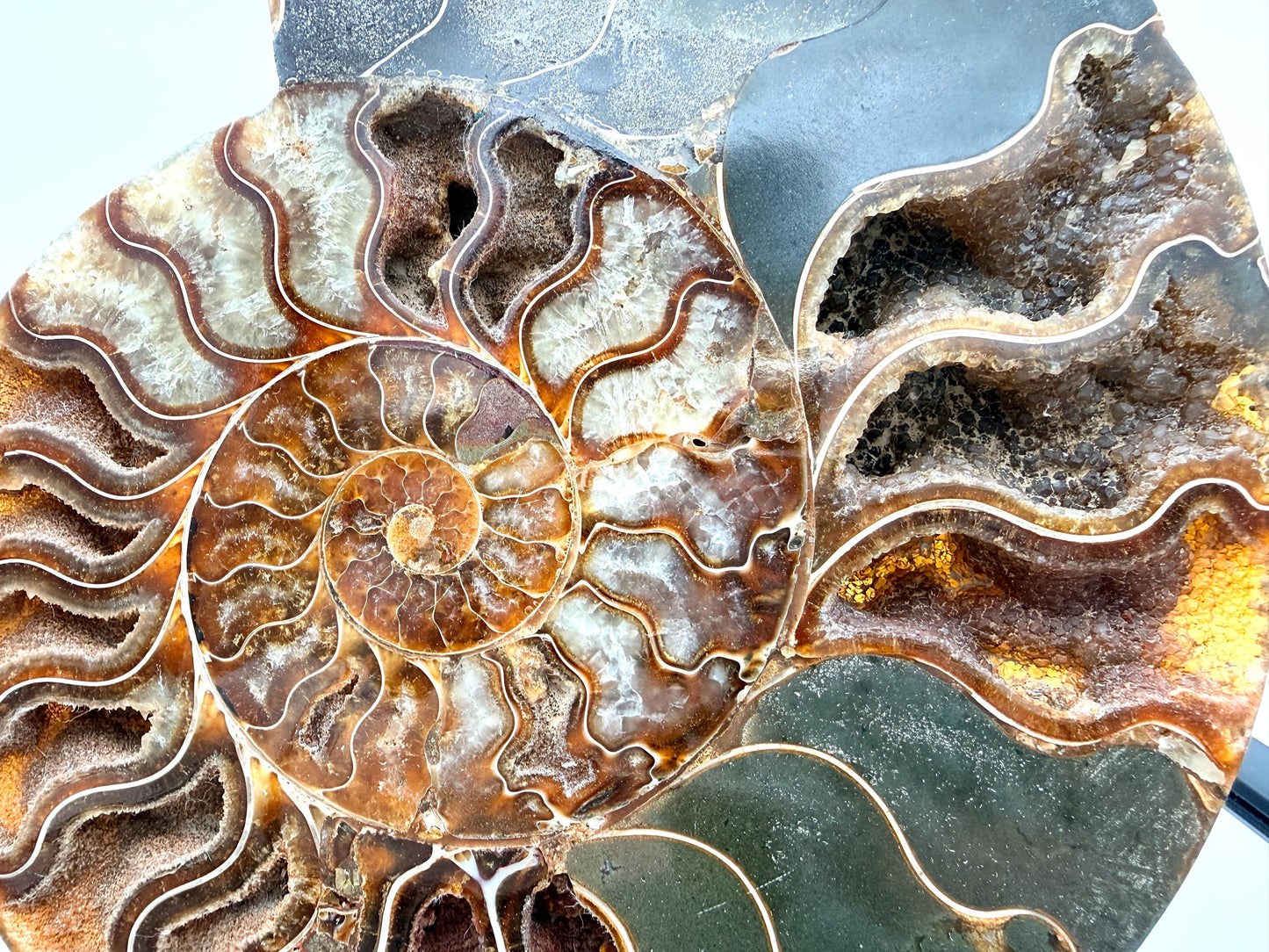 Ammonite Fossil Pair - 1.55KG - #8