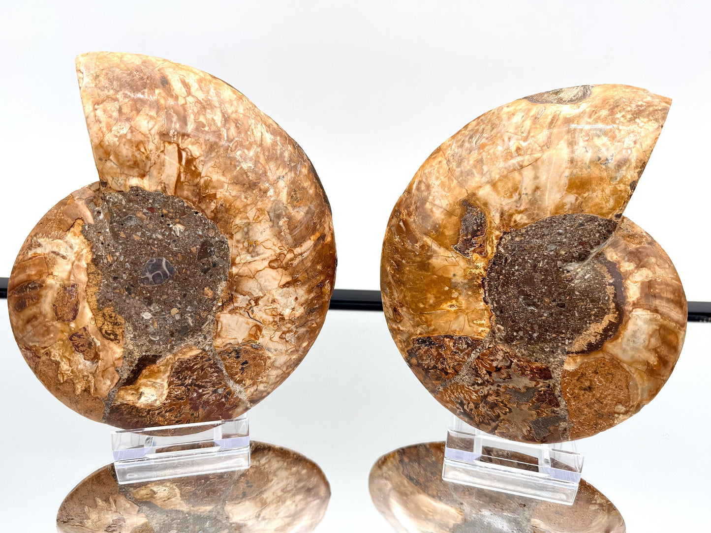 Ammonite Fossil Pair - 0.89KG - #11