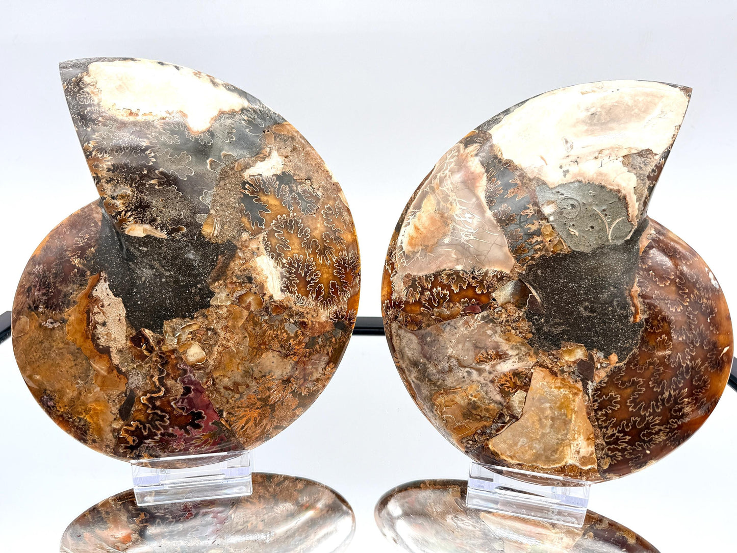 Ammonite Fossil Pair - 1.55KG - #8