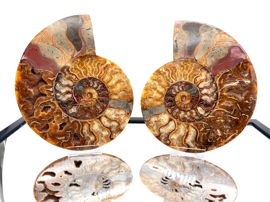 Ammonite Fossil Pair - 2.07KG - #5