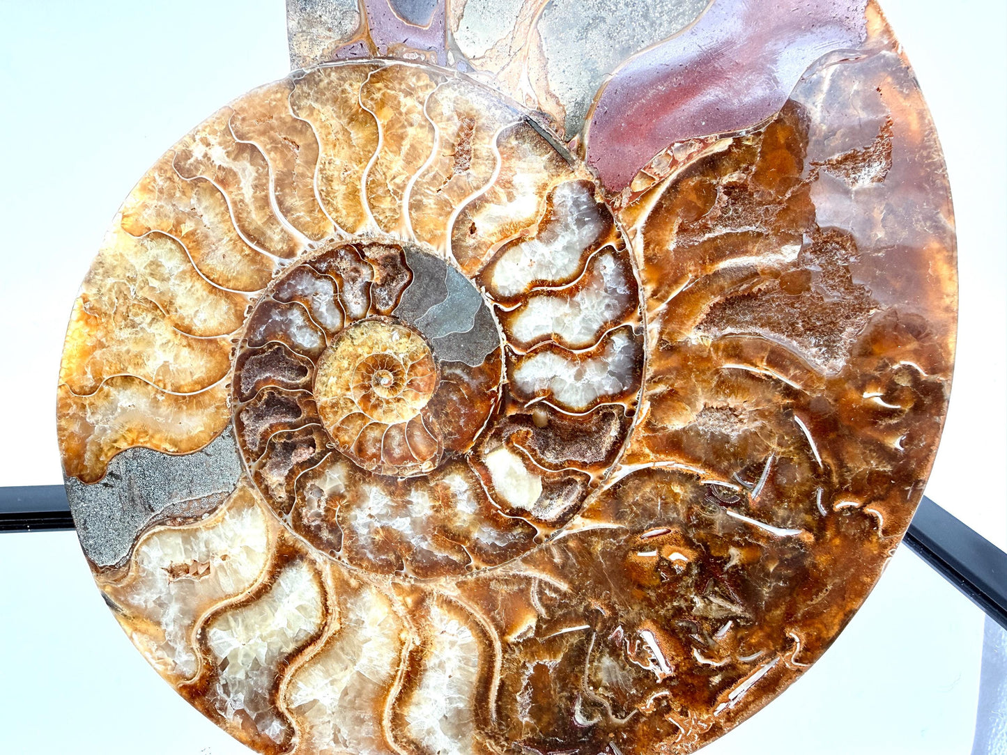 Ammonite Fossil Pair - 2.07KG - #5