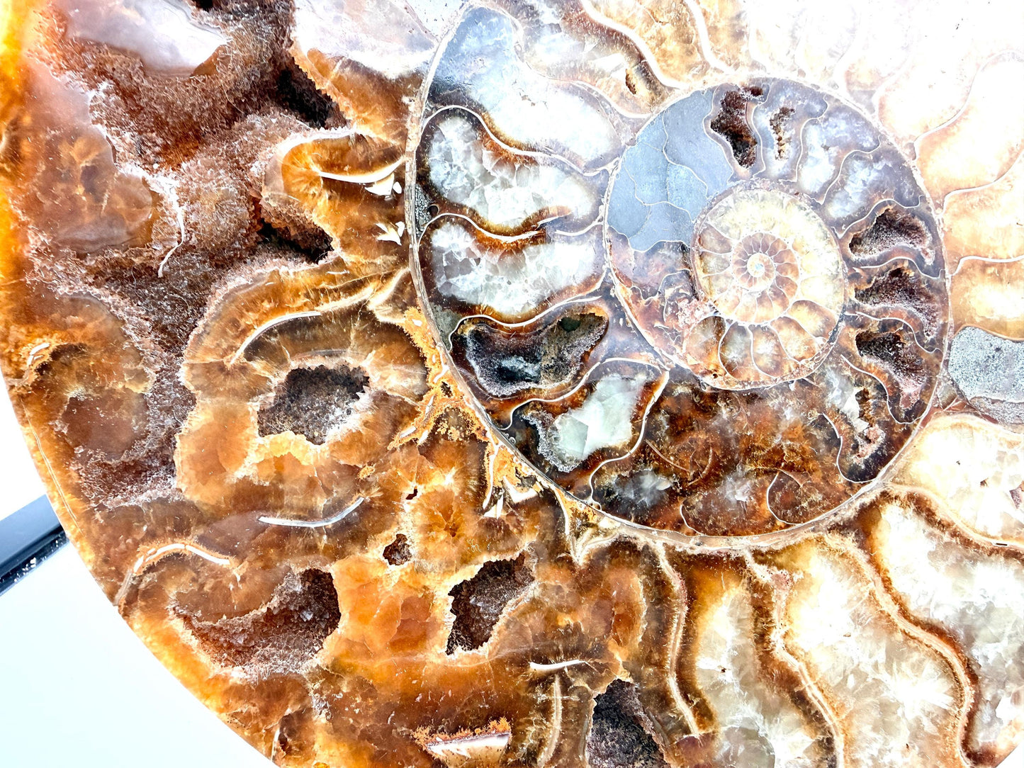 Ammonite Fossil Pair - 2.07KG - #5