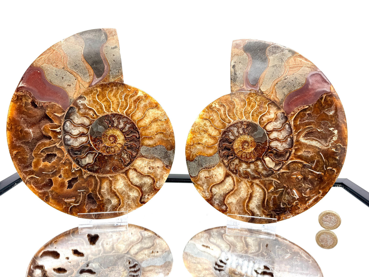 Ammonite Fossil Pair - 2.07KG - #5