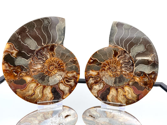 Ammonite Fossil Pair - 1.58KG - #2