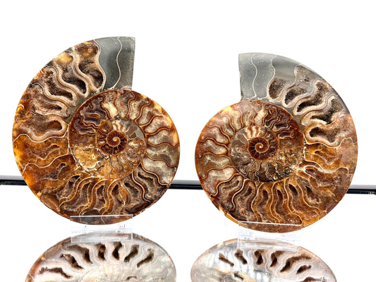 Ammonite Fossil Pair - 1.03KG - #1