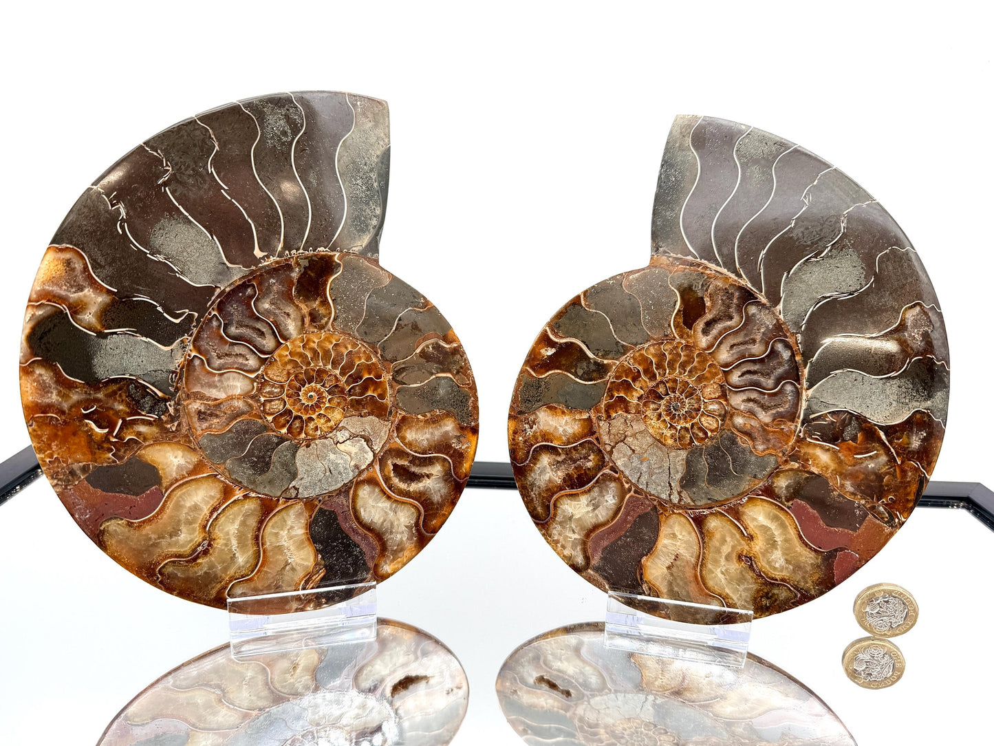 Ammonite Fossil Pair - 1.58KG - #2