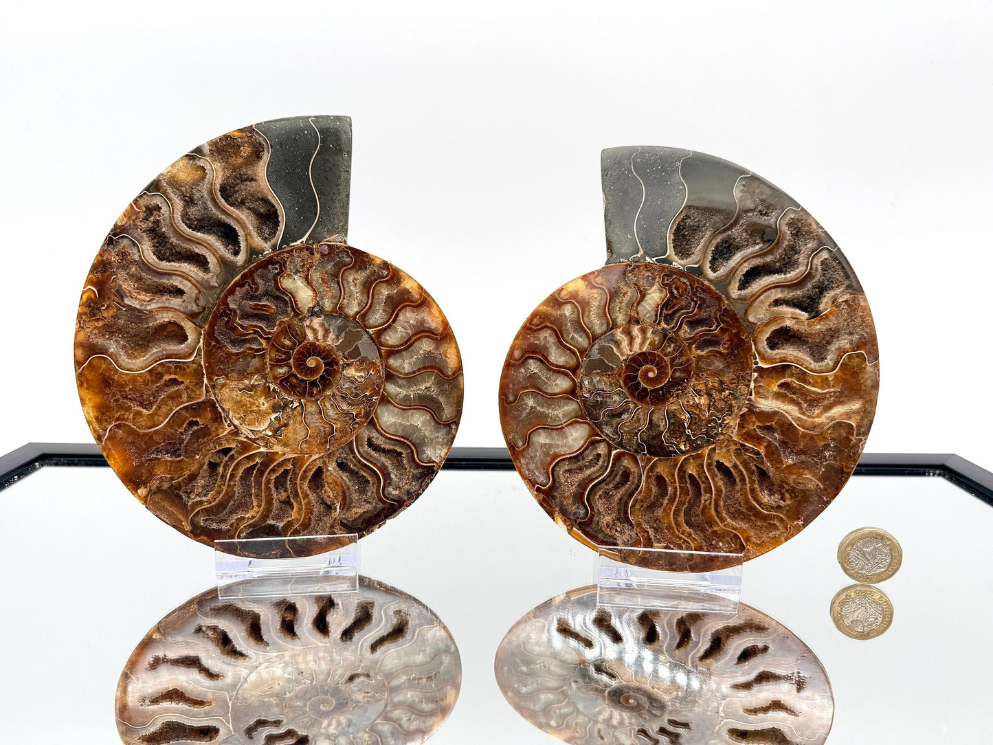 Ammonite Fossil Pair - 1.03KG - #1