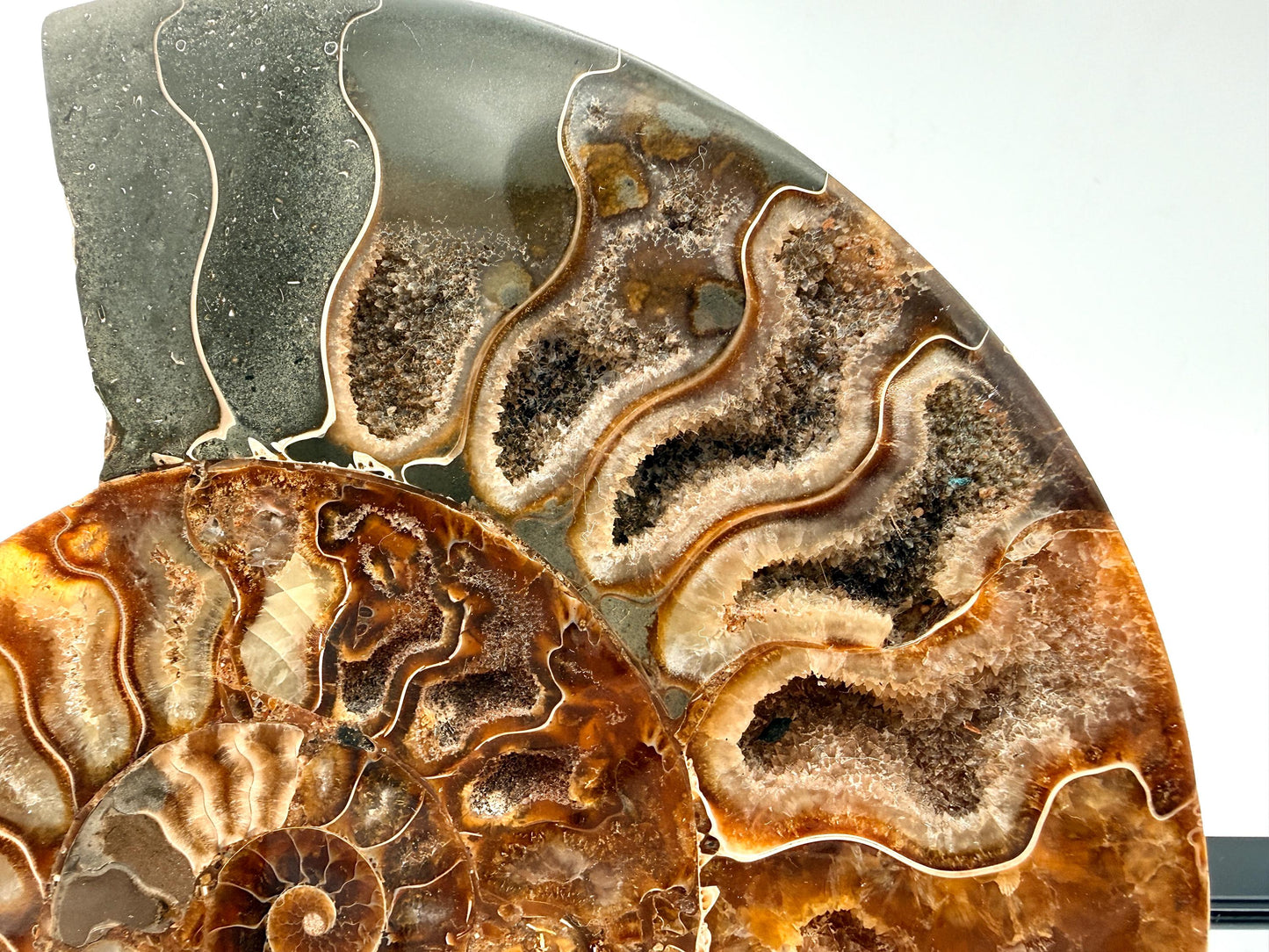 Ammonite Fossil Pair - 1.03KG - #1