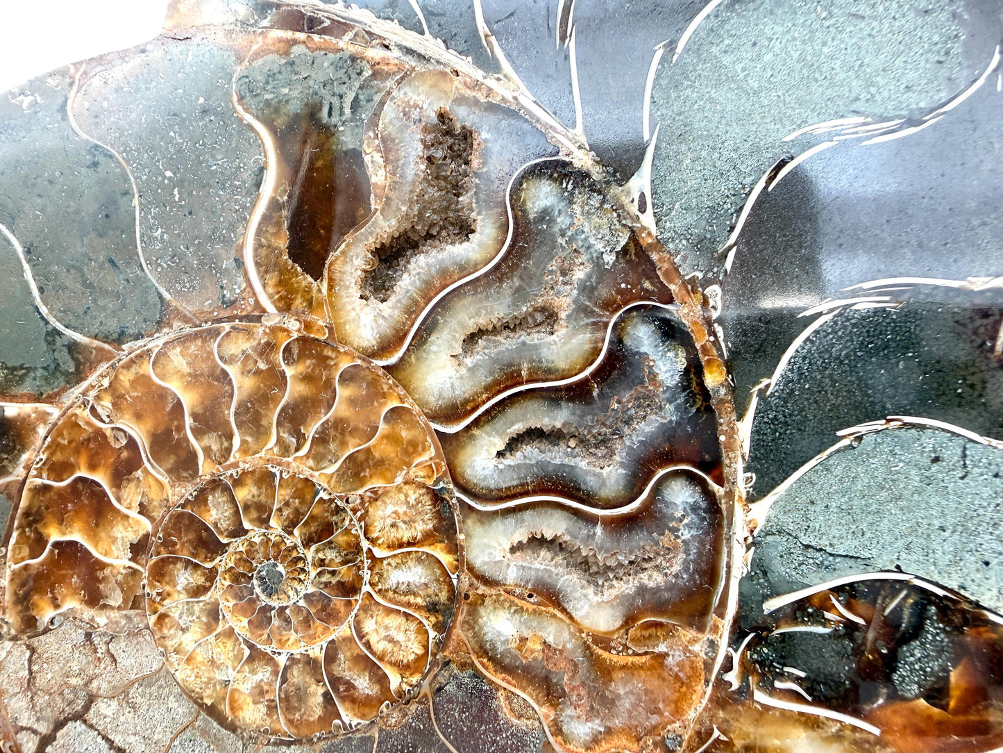 Ammonite Fossil Pair - 1.58KG - #2