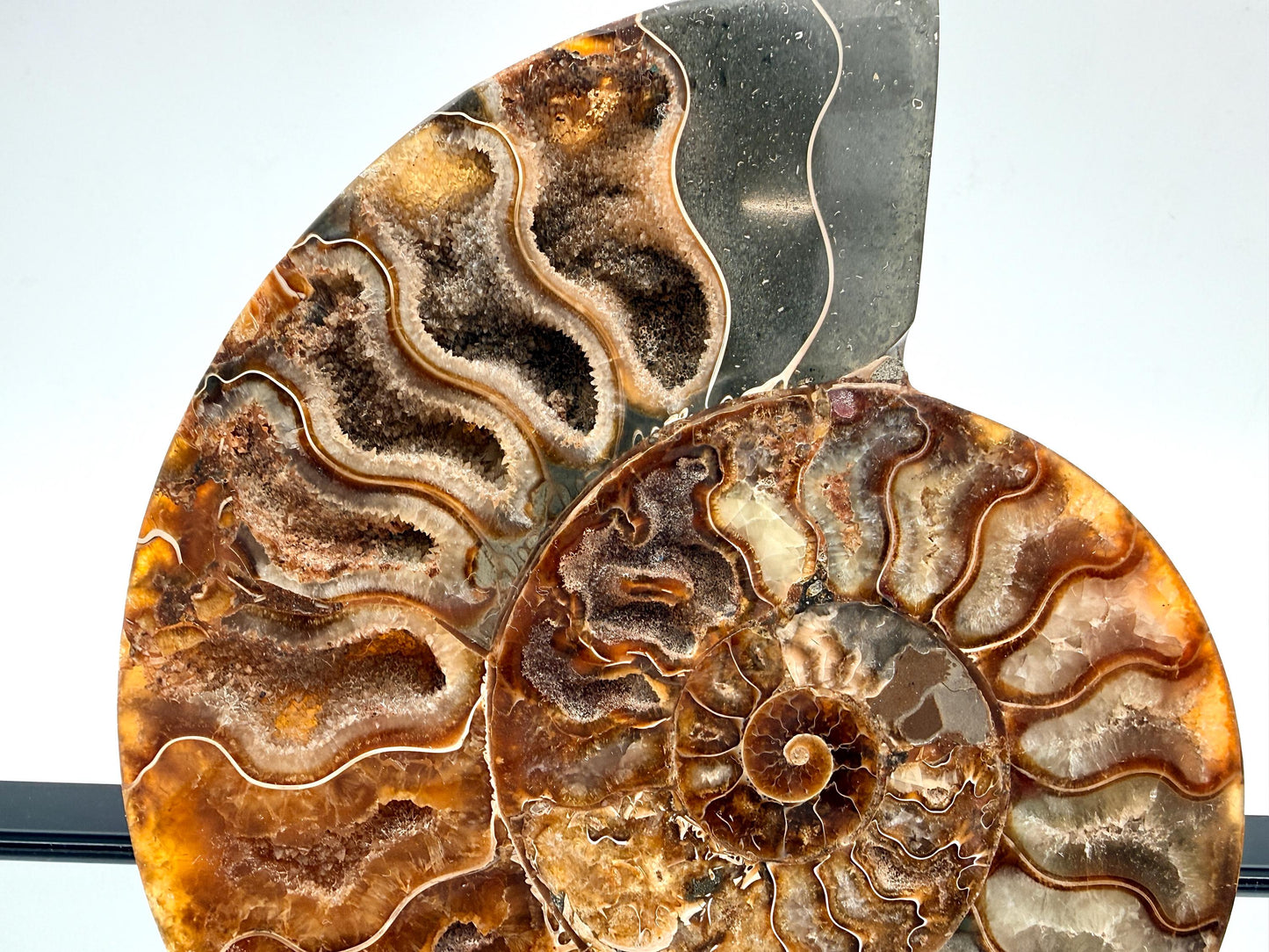Ammonite Fossil Pair - 1.03KG - #1