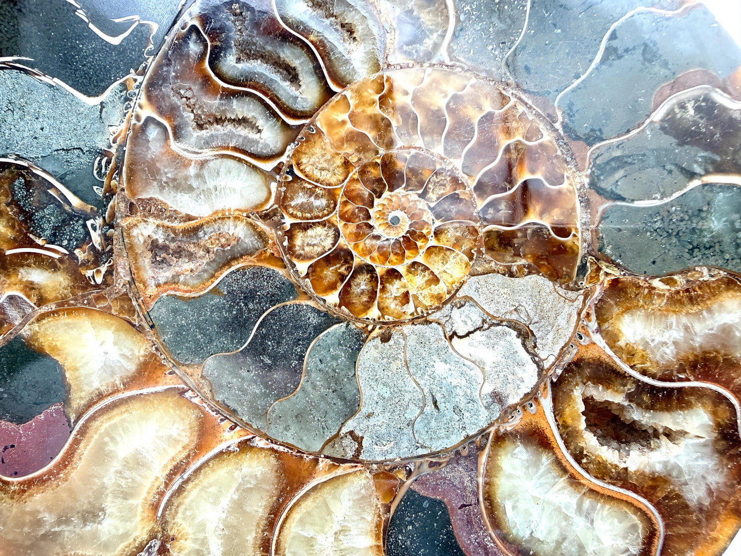 Ammonite Fossil Pair - 1.58KG - #2