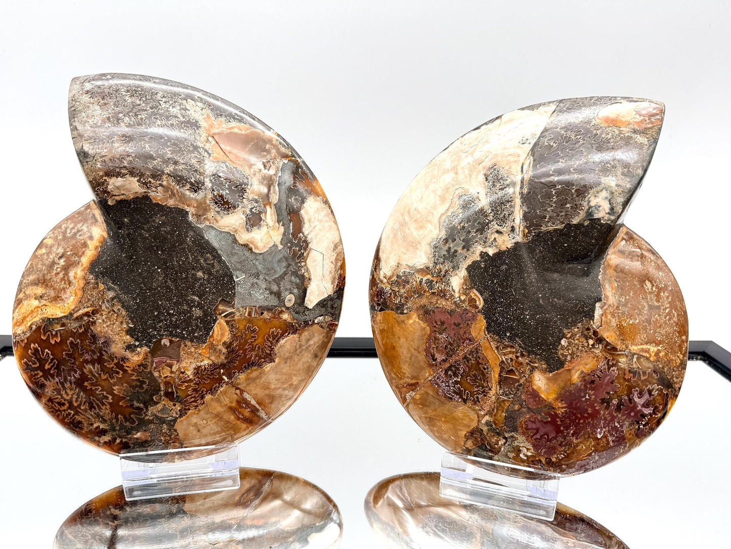 Ammonite Fossil Pair - 1.58KG - #2