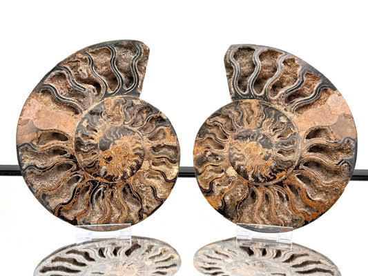 Ammonite Fossil Pair - 1.57KG - #47