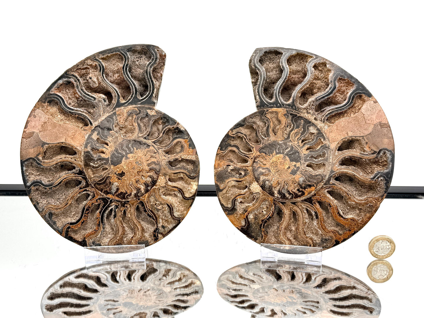 Ammonite Fossil Pair - 1.57KG - #47