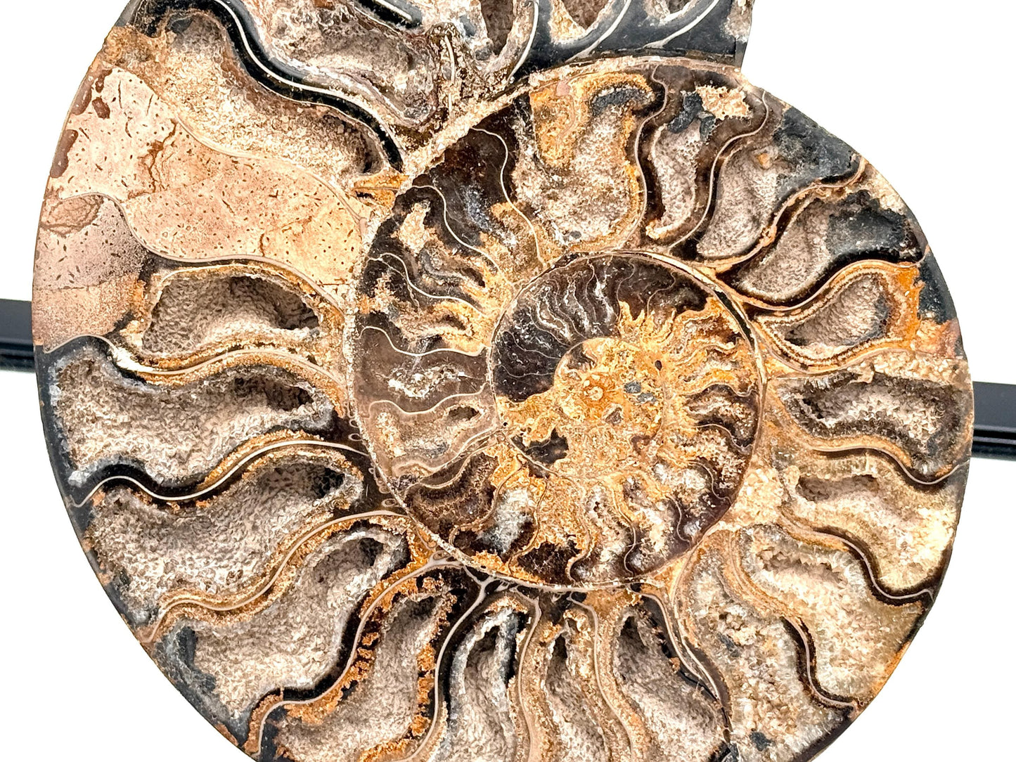 Ammonite Fossil Pair - 1.57KG - #47