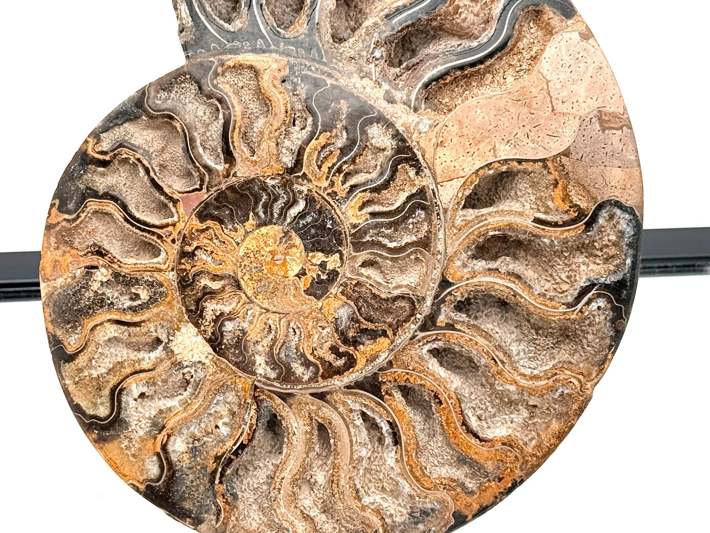 Ammonite Fossil Pair - 1.57KG - #47