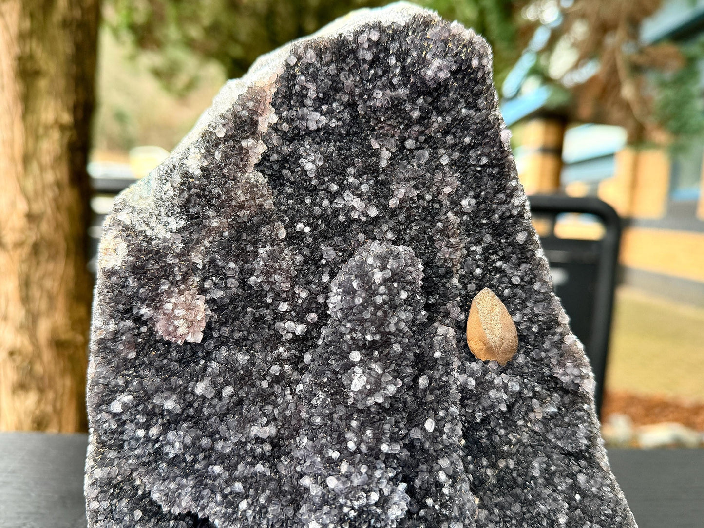 Extra Large Natural Black Amethyst Crystal Geode (#1)