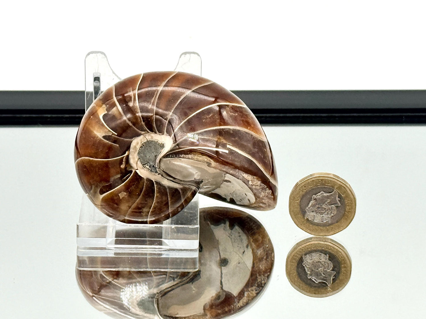 Large Nautilus Fossil - Madagascar (#9)