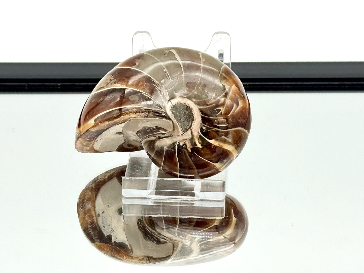 Large Nautilus Fossil - Madagascar (#9)