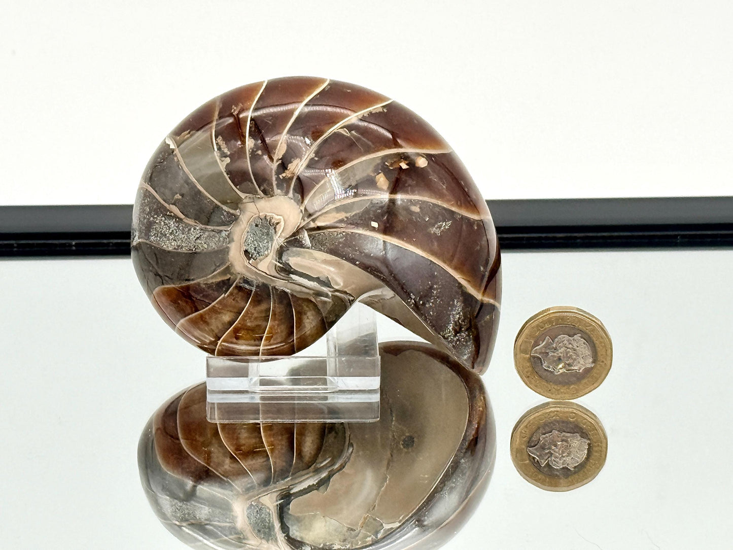 Large Nautilus Fossil - Madagascar (#5)
