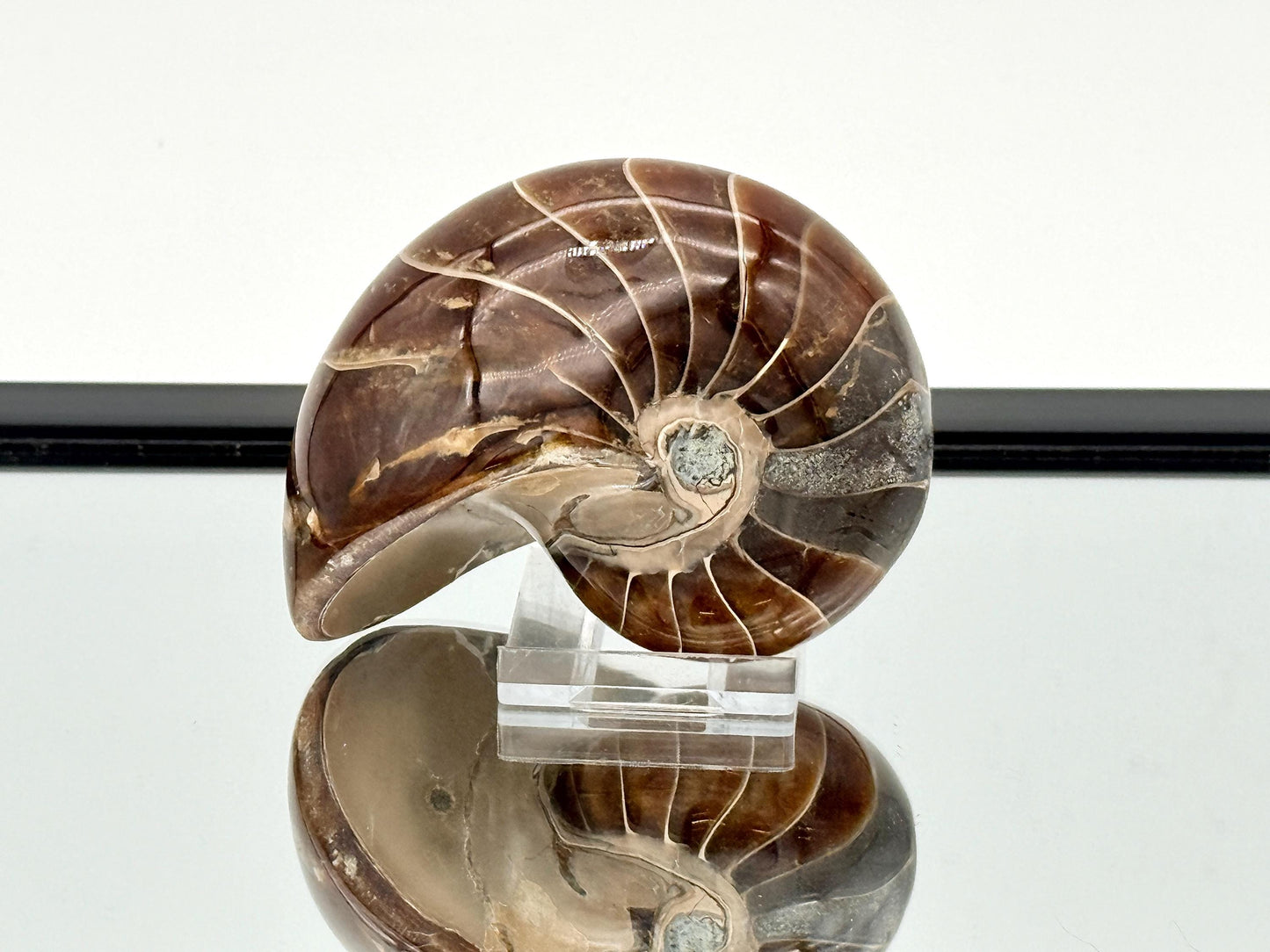 Large Nautilus Fossil - Madagascar (#5)