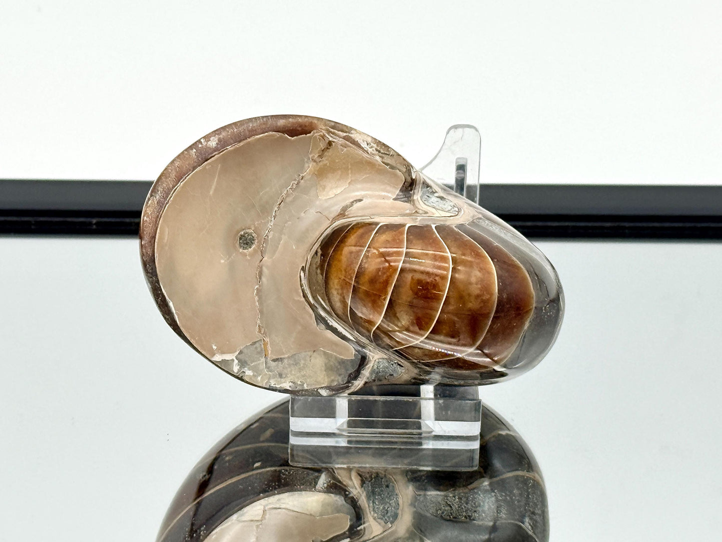 Large Nautilus Fossil - Madagascar (#5)