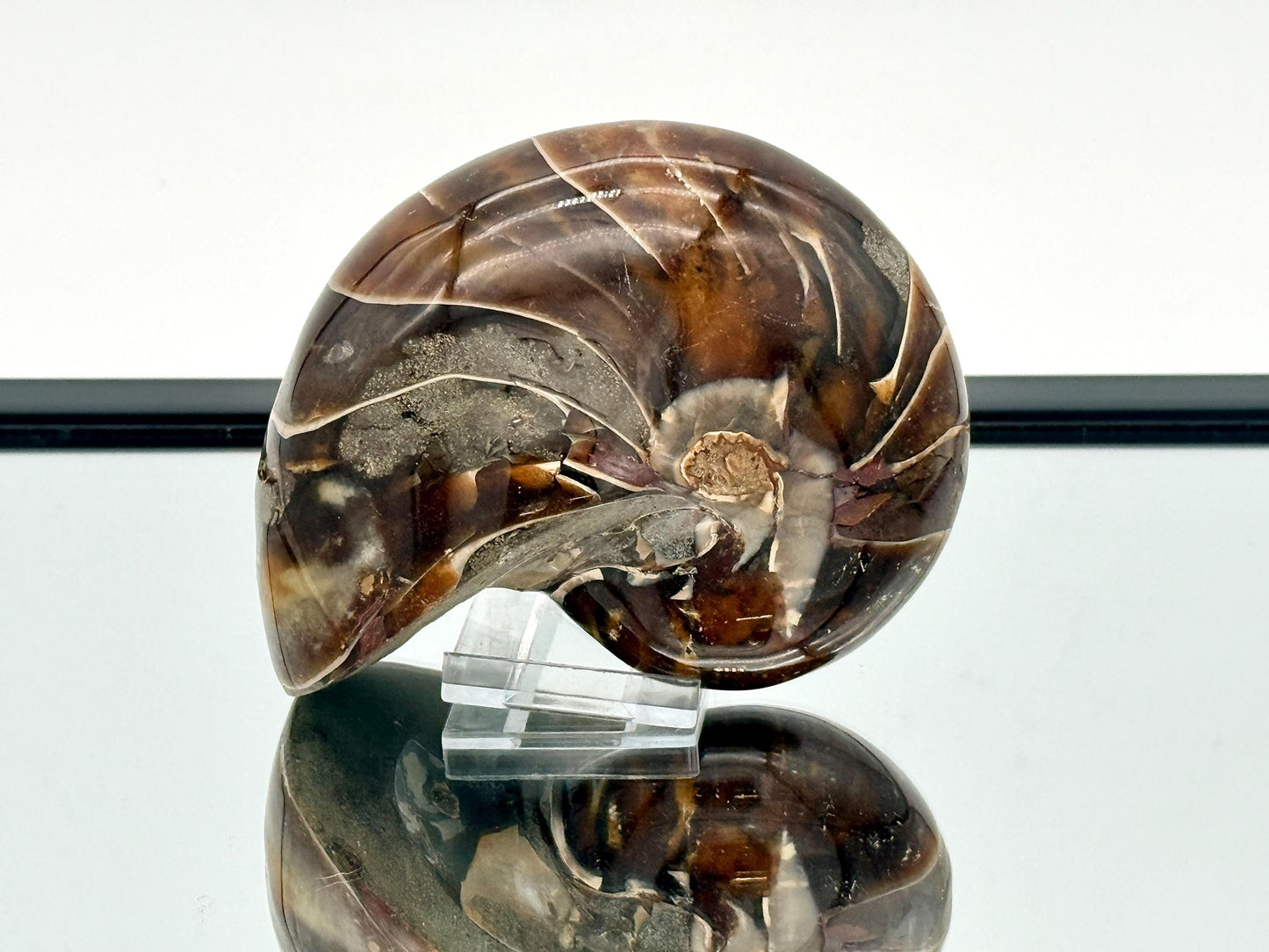 Large Nautilus Fossil - Madagascar (#3)