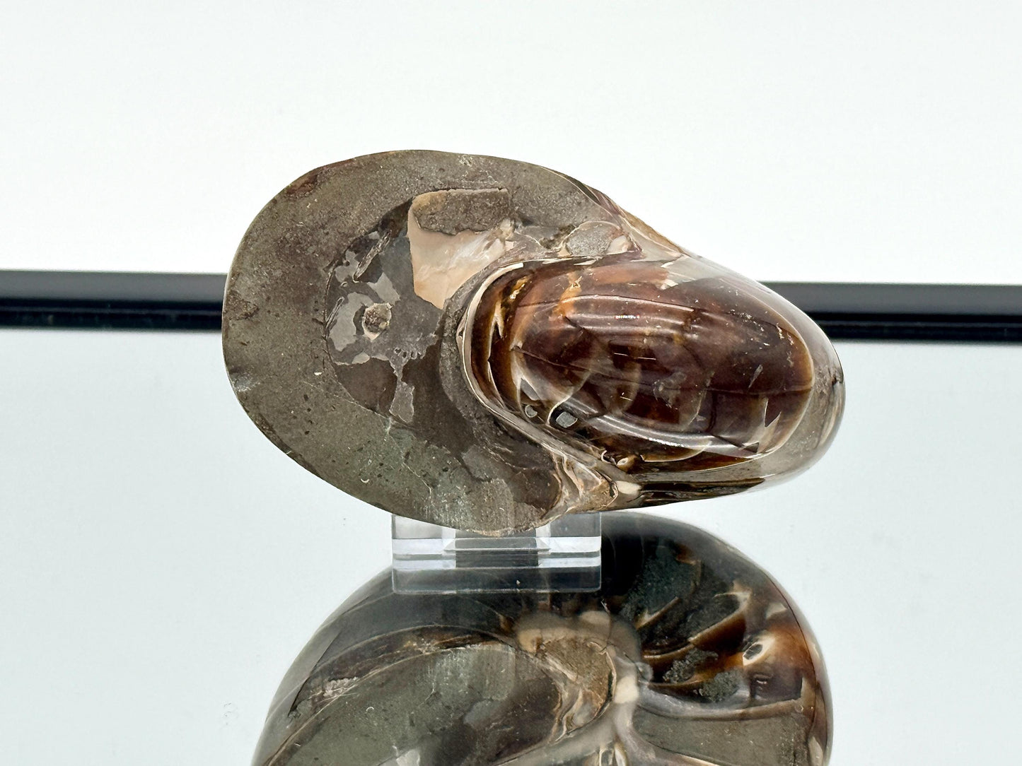 Large Nautilus Fossil - Madagascar (#3)