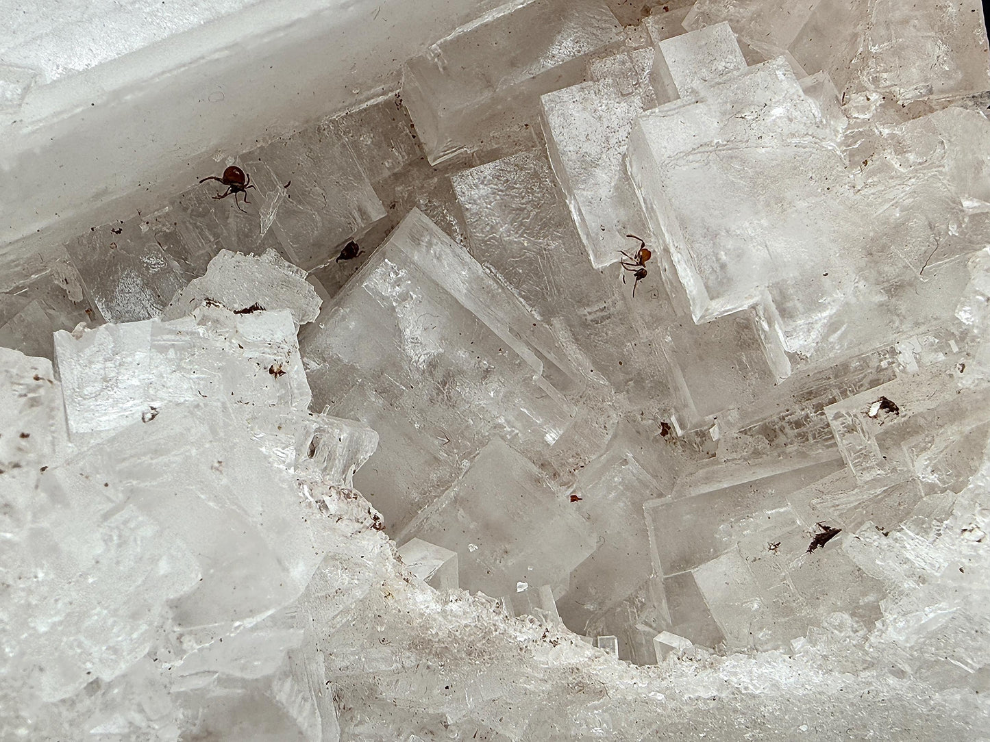 XXL Halite Cluster With Insect Inclusions - 7.11kg - Morocco